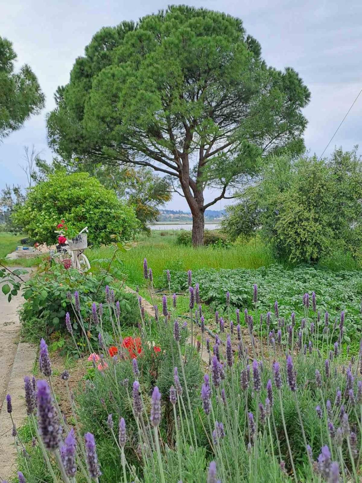 Corfu Lake House กาโนนี ภายนอก รูปภาพ